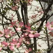 Non⑅◡̈*