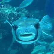 まっく