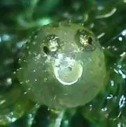 メダカねの画像