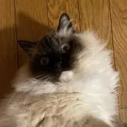 チャコの画像