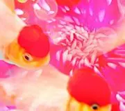 フォロー割はじめました❗️やなごっちの画像