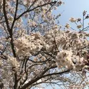 Oyaziの画像
