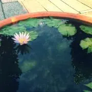 まさこ