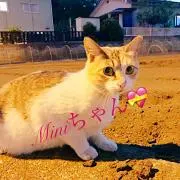 Late Cat's(=^ェ^=)