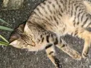 スイレン