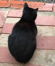 ねこ