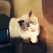 きのこ