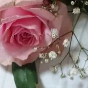 petit-petitの画像