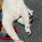 じーなか