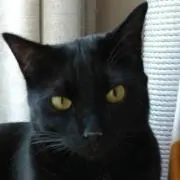 あつの画像