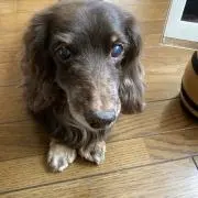 チョコラ