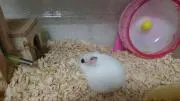 歩の画像