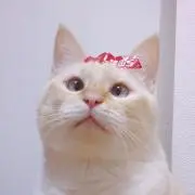 すずしろの画像