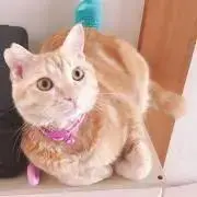 AZUハンドメイドの画像