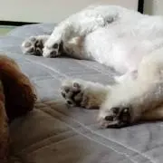 marigoroの画像