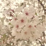 SRの画像