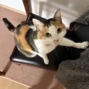 三毛猫の画像