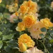 AROMAの画像