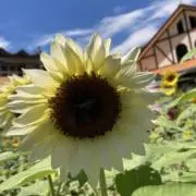 みんの画像