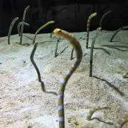 はなもこまろん