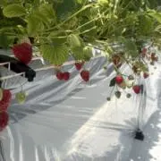 もとちゃんの画像