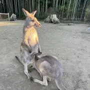Monotanの画像