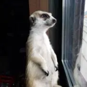不動明王の画像