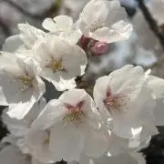 96の画像