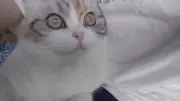 suiの画像