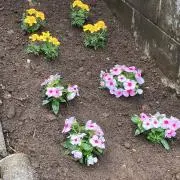 サラ
