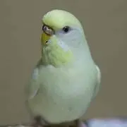 p-chan