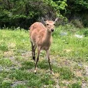 ピエール