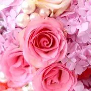 Roseの画像
