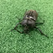 カブトの画像