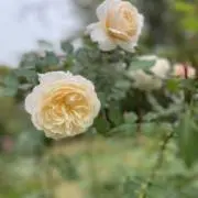 Lisaの画像