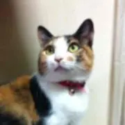 りな