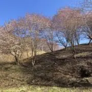 かなの画像
