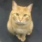 なっつんの画像