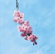 ごまだんごの画像