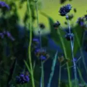 uhpbの画像