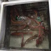 いっくん