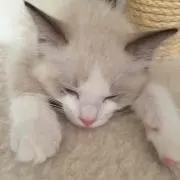 Nami︎✿当日～1日で発送しますの画像