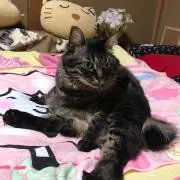 杏子　オーダーお休み中です❣️の画像