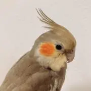 しんかた