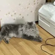 ナナ