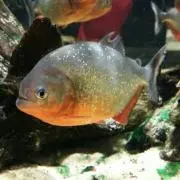 くわがた虫