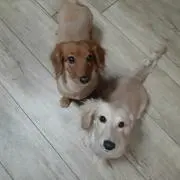 こむもなの画像