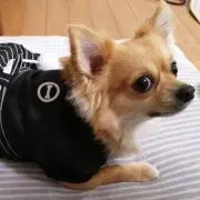 もぐもぐぺんの画像