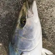 masa