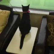 kuronekoo